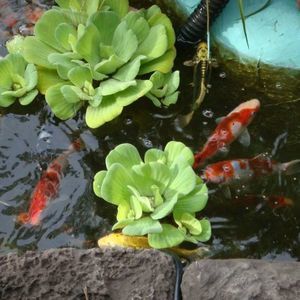 Meet your Posher, Iris